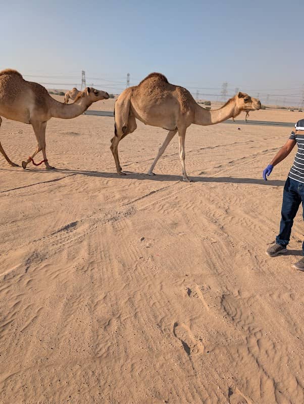 Half Desert meeting point (Camp with Pratheesh - Image 1