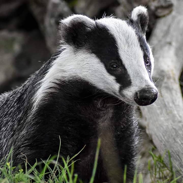 British Wildlife Centre - Image 2