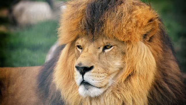 Tabor Zoo - Image 1