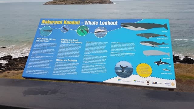 Nakurami Kondoli Whale Lookout - Image 2