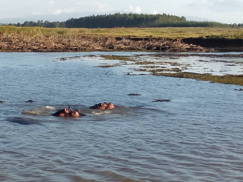 Hippopotamus Watching Point - Image 3