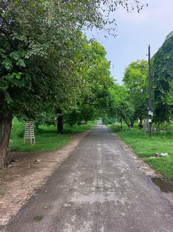 Living Tree Tunnel - Image 1