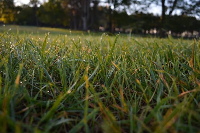 Davison Roadside Park - Image 1