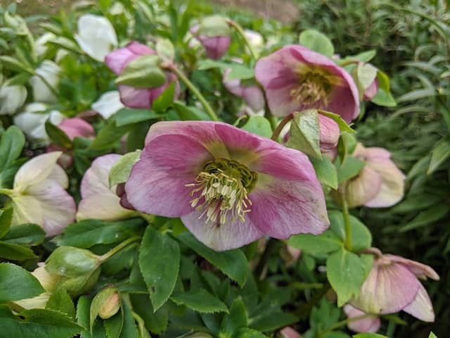 Colesbourne Gardens - Image 2