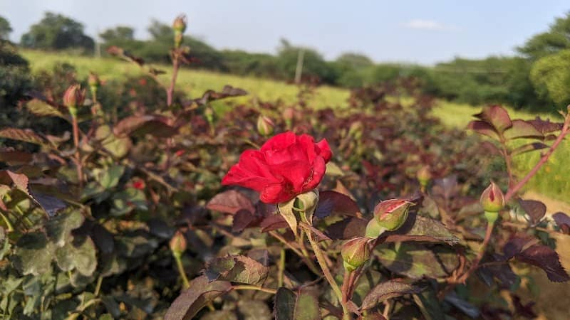 Marsur Lake/Settahalli Lake/Kere - Image 1