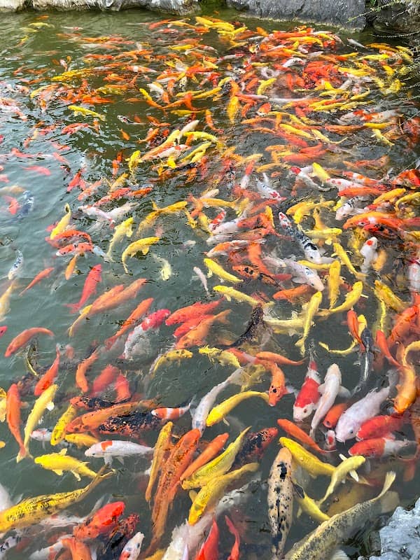 Hồ cá koi vườn Nhật - Image 2