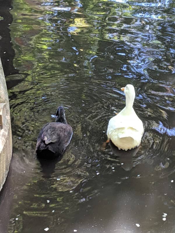 Duck Island - Image 1