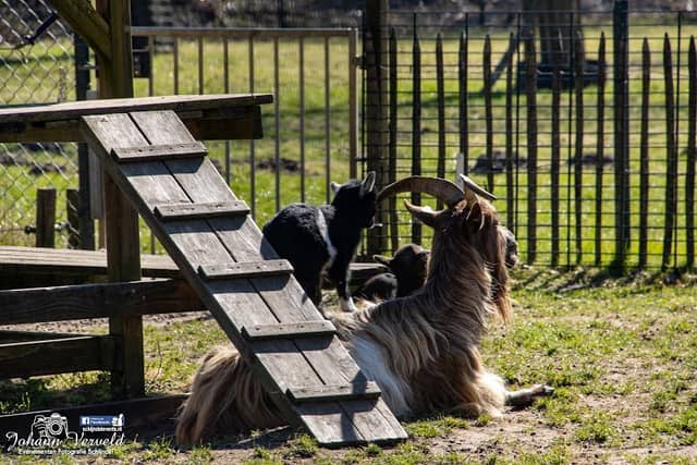 Dierenpark Plein🪿 - Image 1