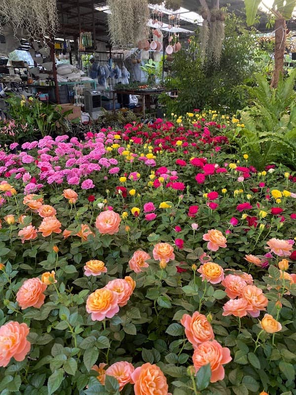 สวนประเสริฐ - Image 1