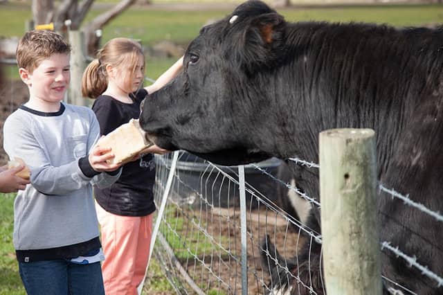 Animal Land Children's Farm - Image 1