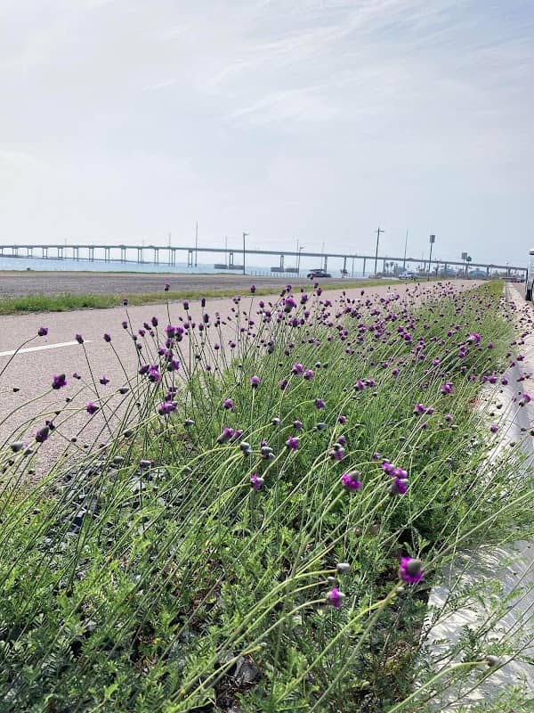 Hike And Bike Trail Conn Brown Harbor / Redfish Bay - Image 2