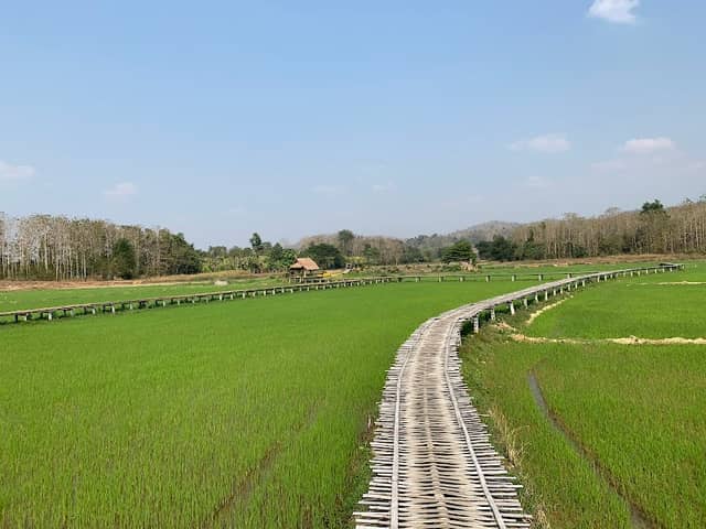 Bamboo Walkway Through Rice Field (สะพานไม้ไผ่) - Image 1