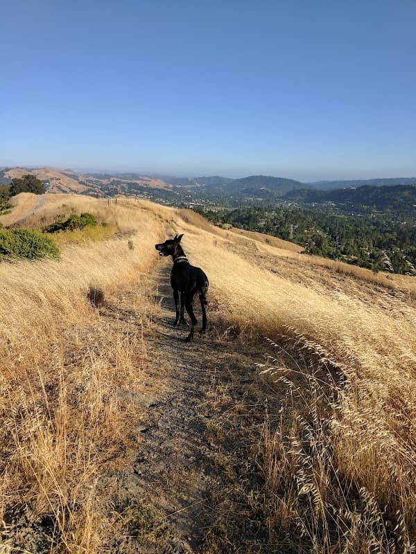 Orinda Oaks Park - Image 2