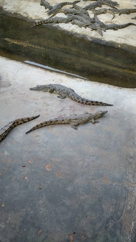 Crocodile farm - Image 1