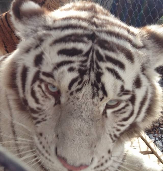 Plumpton Park Zoo - Image 1