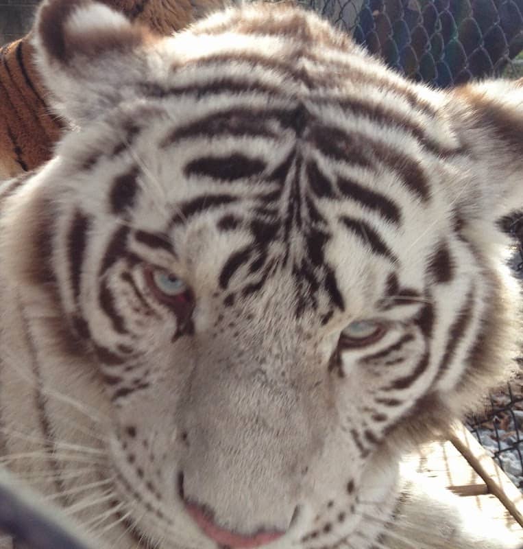 Plumpton Park Zoo - Image 1