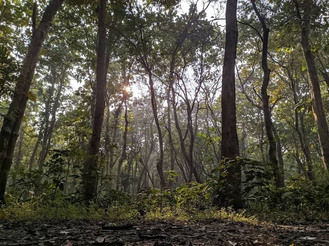 Hijuli Forest Ranaghat - Image 2