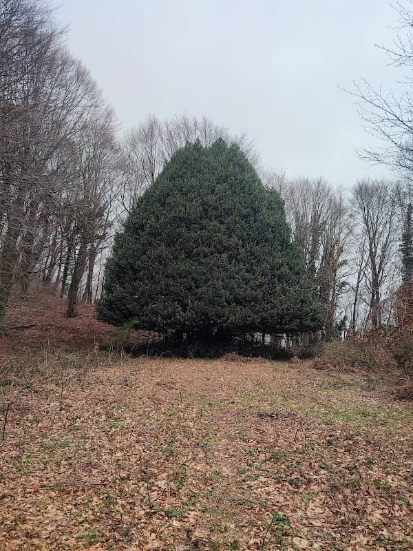 L'albero Sacro - Image 1