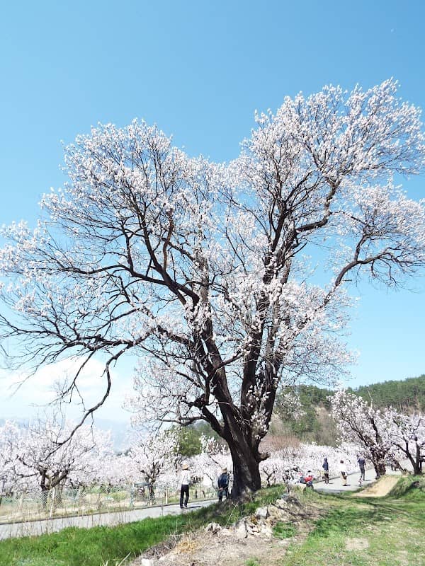 あんずの里・景観木 - Image 1