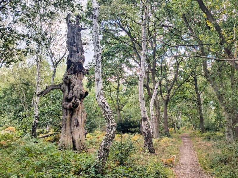 Sherwood walk - Image 2