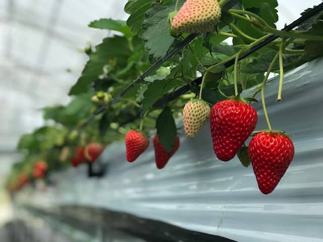 Yanbaru Strawberry Garden - Image 2