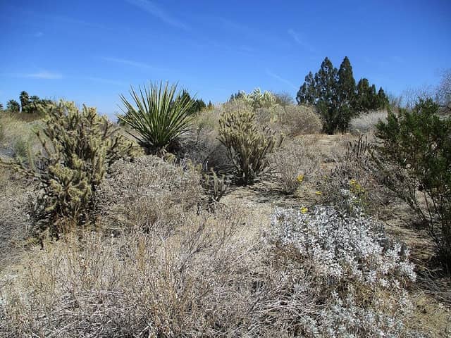 Mojave Desert Garden - Image 2