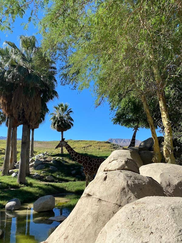 Mojave Desert Garden - Image 1