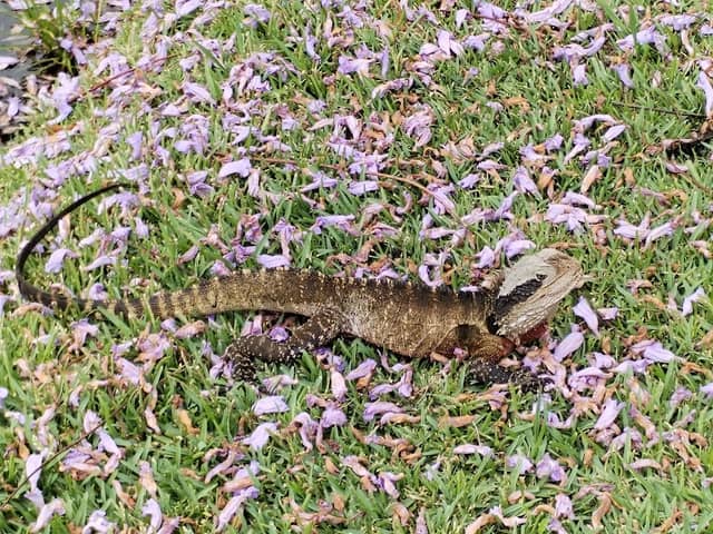 Wisteria garden - Image 2