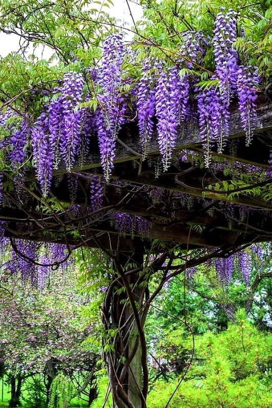 Wisteria garden - Image 1
