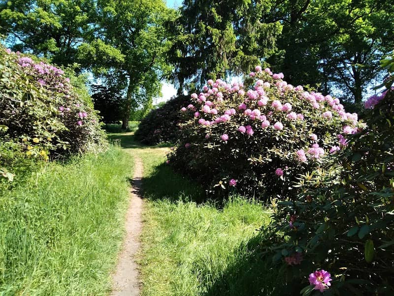 Alpenrosengarten / Rhododendron Park - Image 1