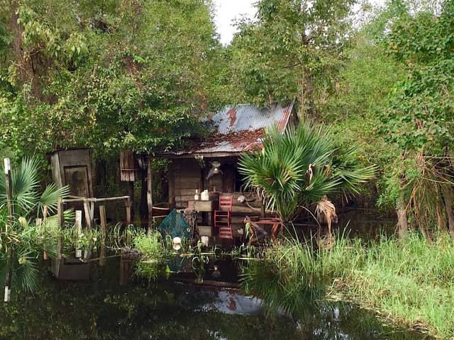Maurepas Swamp Wildlife Management Area - Image 2