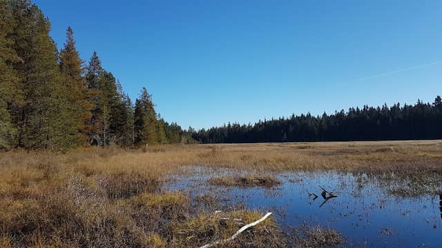 Hamilton Marsh Nature Trail - Image 1