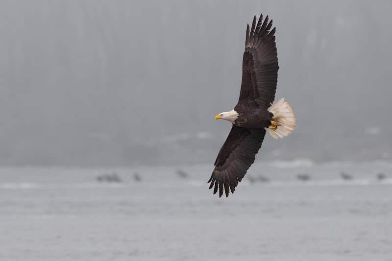 ACE Bird Observation Deck - Image 1