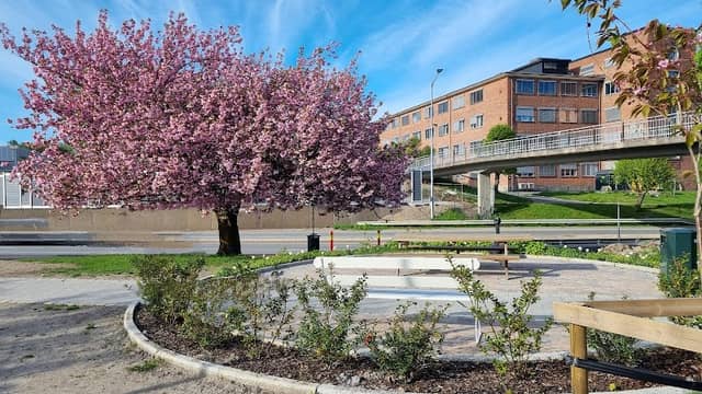 Haldens vakreste tre - Image 1