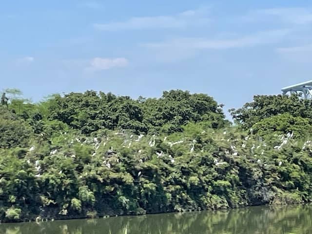 Heron Colony - Image 1