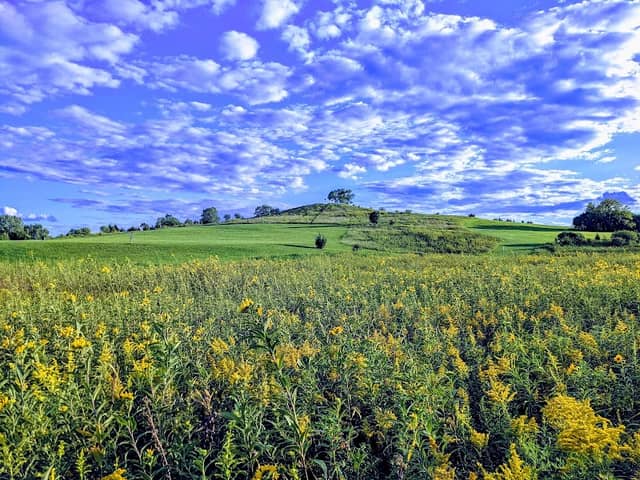 Palatine Prairie - Image 1