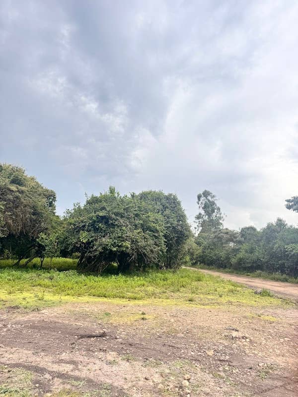 TreeAngel Camp - Image 1