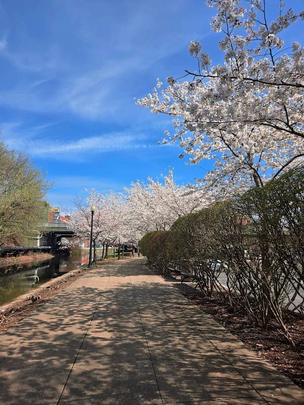 Cherry Trees Along the Canal Trail - Image 2