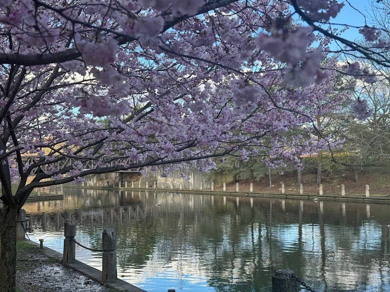 Cherry Trees Along the Canal Trail - Image 1