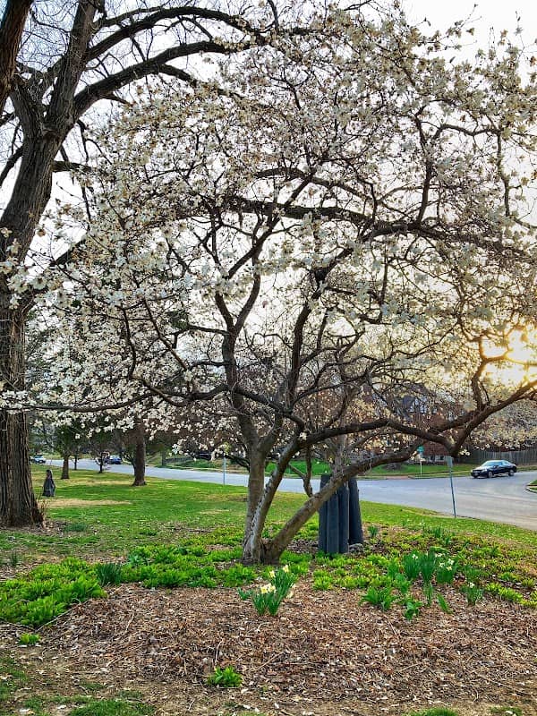 Mooney Park - Image 3