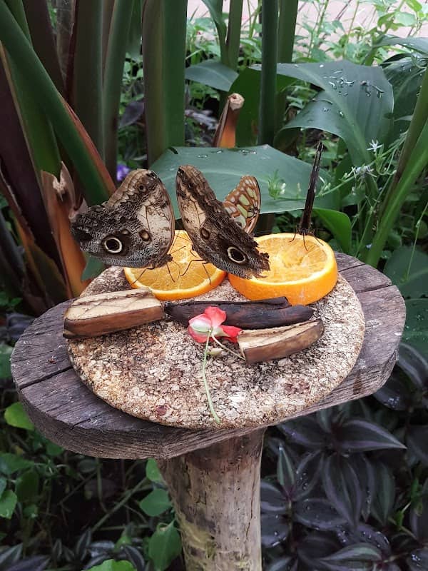 Butterfly House - Image 1