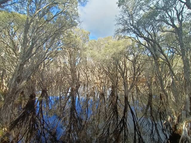 Marlee Reserve Birdwatching Platform - Image 1