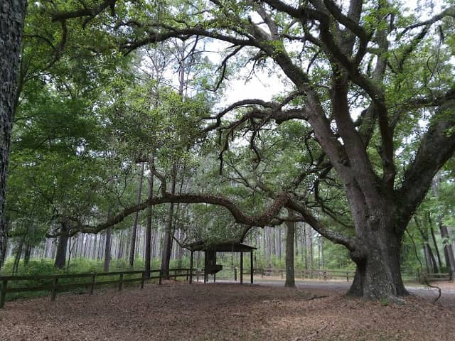 River Creek Wildlife Management Area - Image 2