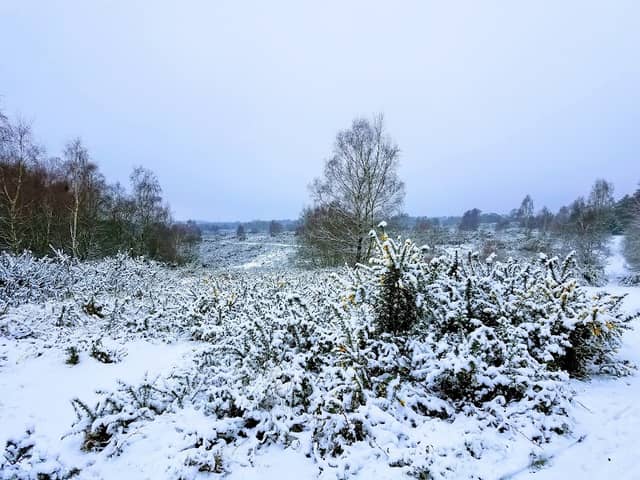 National Trust - Ludshott Commons - Image 1