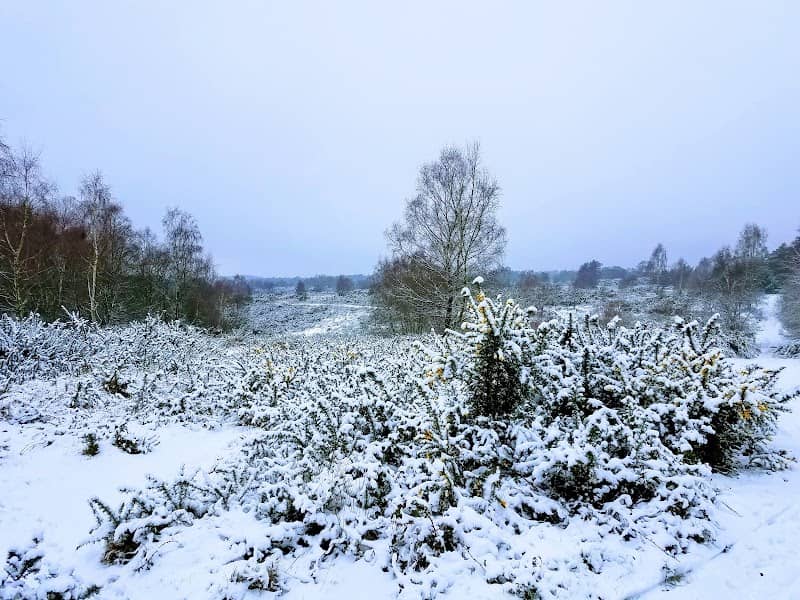 National Trust - Ludshott Commons - Image 1