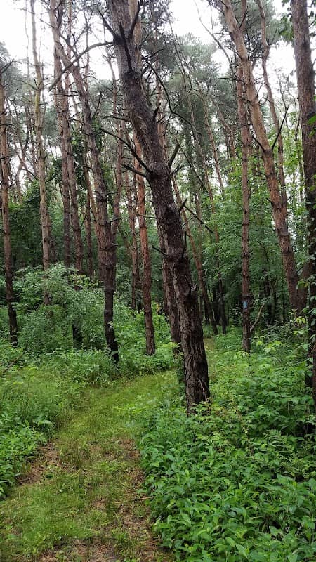 North Country Trail - Image 1