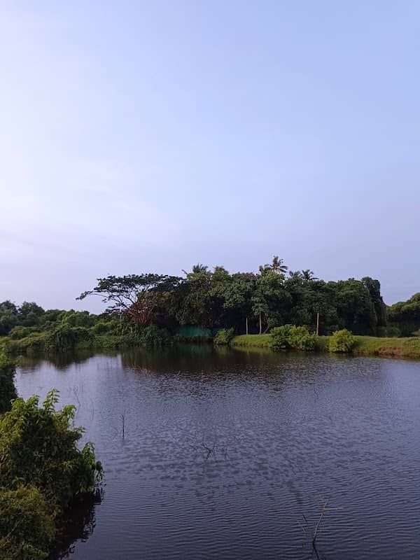 Kalathara kett - Image 1