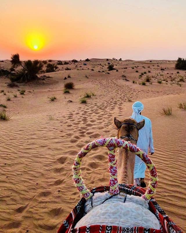 Desert safari - Image 3