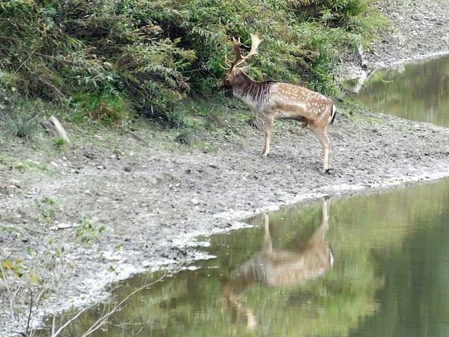 Naturpark Salzachauen - Image 2
