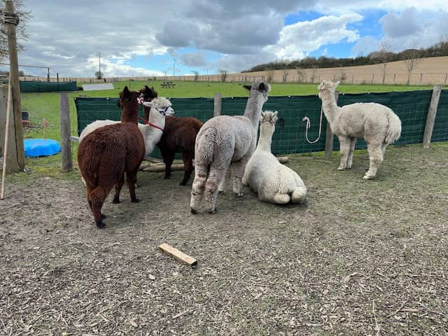 Lower Bush Alpacas - Image 1